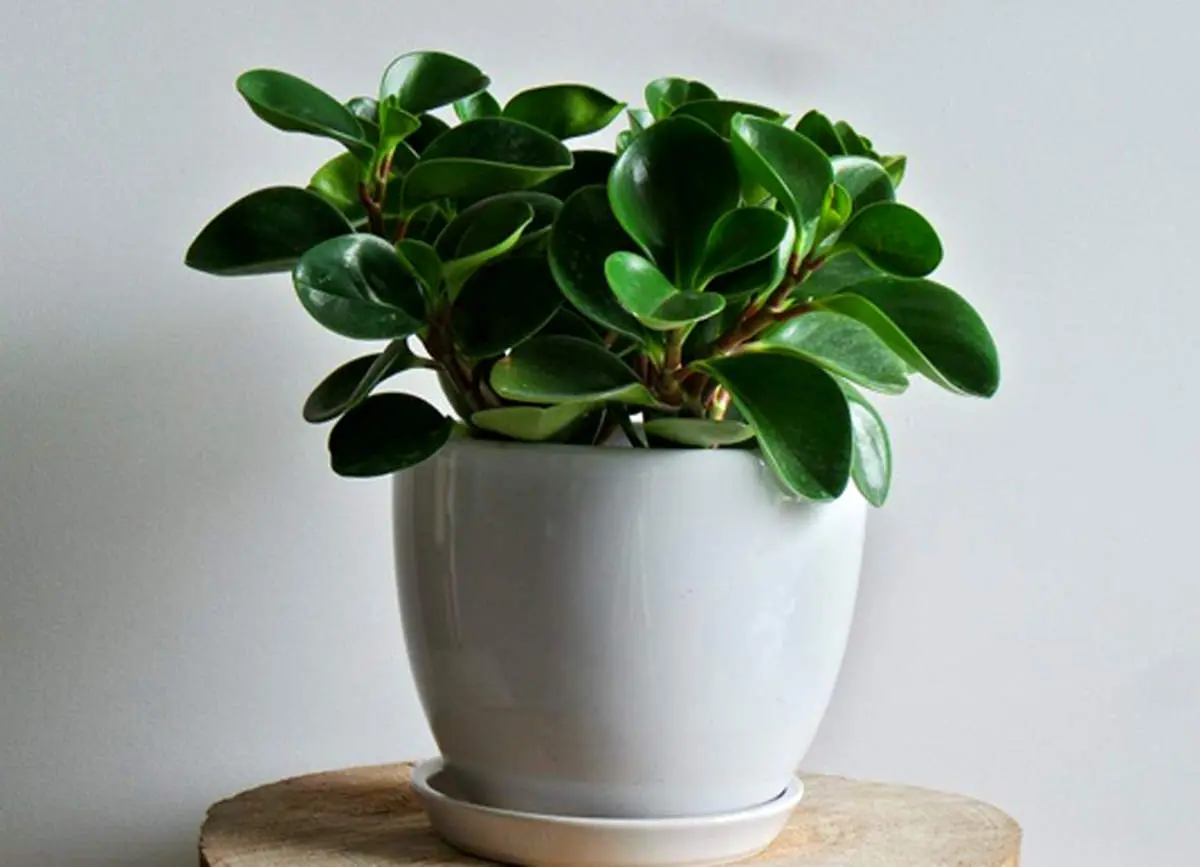 علت‌های پنهان پژمردگی گیاه قاشقی

