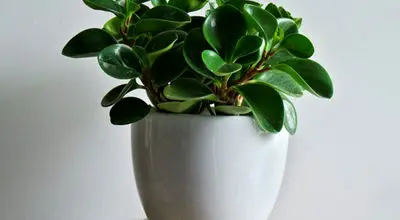 علت‌های پنهان پژمردگی گیاه قاشقی

