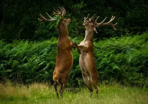 لحظه باورنکردنی و دلخراش حمله یک گوزن به انسان+فیلم