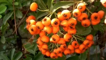  خواص درمانی معجزه گر زالزالک برای بدن!