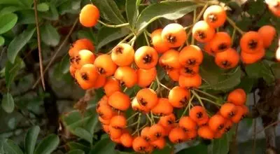  خواص درمانی معجزه گر زالزالک برای بدن!