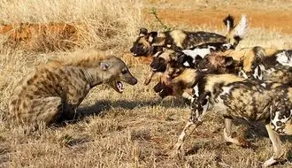 نبرد غیرمنتظره سگ‌های وحشی و کفتارها در قلب آفریقا  + فیلم