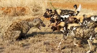 نبرد غیرمنتظره سگ‌های وحشی و کفتارها در قلب آفریقا  + فیلم