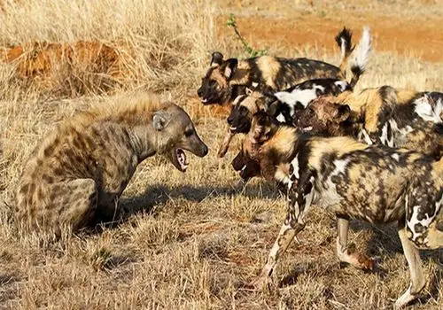 برترین شاهکارهای عکاسی حیات‌وحش در سال ۲۰۲۵ + عکس

