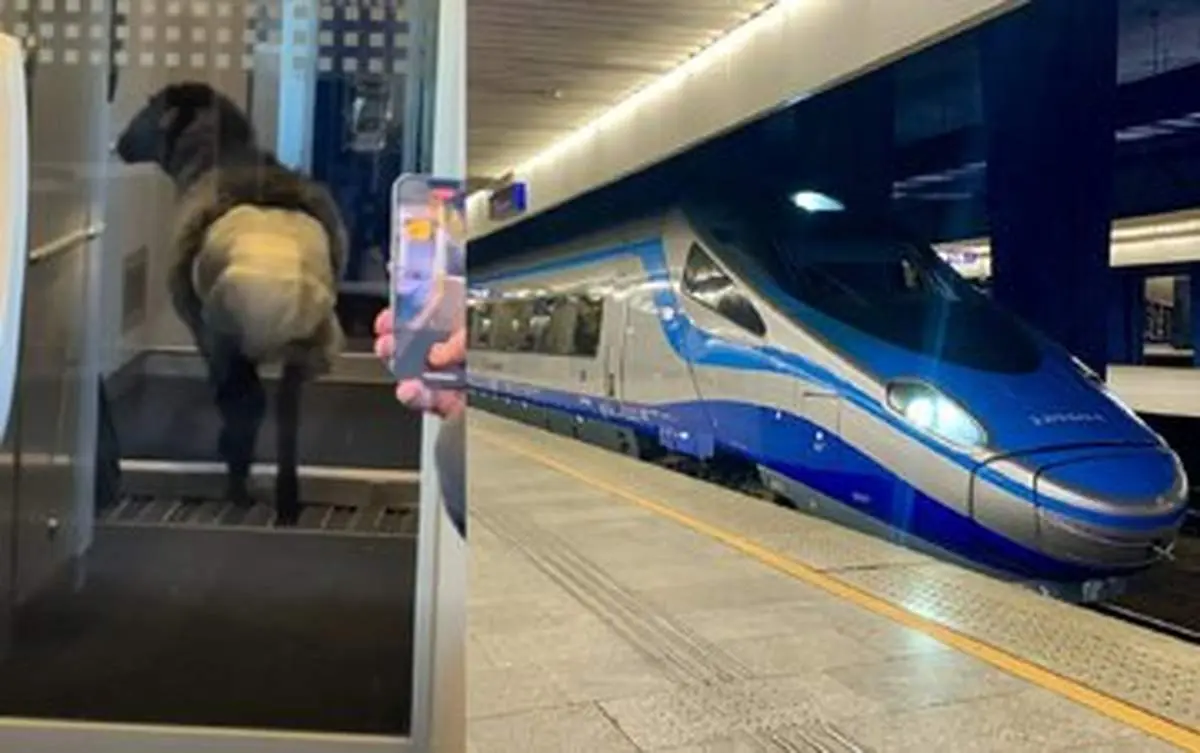 ماجرای گوسفندی که در قطار پوشک به تن داشت+ عکس

