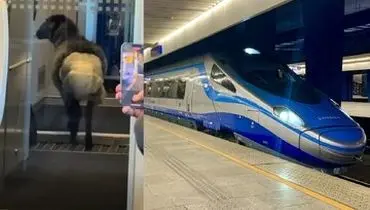 ماجرای گوسفندی که در قطار پوشک به تن داشت+ عکس

