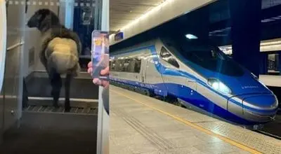 ماجرای گوسفندی که در قطار پوشک به تن داشت+ عکس

