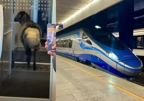 ماجرای گوسفندی که در قطار پوشک به تن داشت+ عکس

