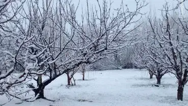 پیش‌بینی ۵ روزه هوای تهران/ برف و باران ادامه دارد
