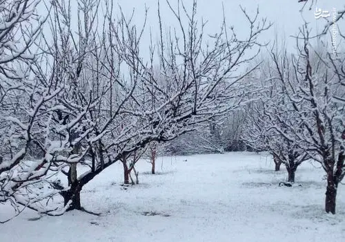 بارش برف و باران در این چهار استان کشور