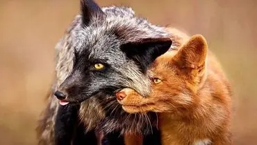 برترین شاهکارهای عکاسی حیات‌وحش ۲۰۲۵ + عکس