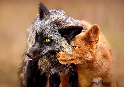 برترین شاهکارهای عکاسی حیات‌وحش ۲۰۲۵ + عکس