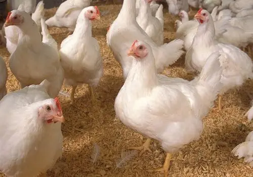 قیمت مرغ امروز ۱۹ آبان ۱۴۰۴