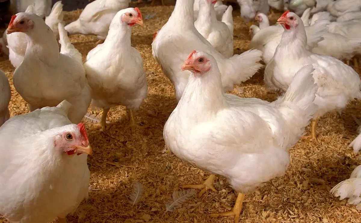 ماجرای استفاده از تریاک در خوراک مرغ ها از زبان پرورش‌دهندگان مرغ گوشتی