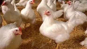ماجرای استفاده از تریاک در خوراک مرغ ها از زبان پرورش‌دهندگان مرغ گوشتی