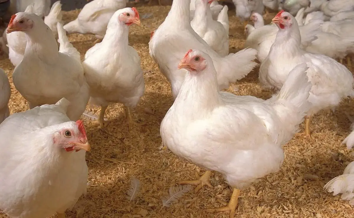 ماجرای استفاده از تریاک در خوراک مرغ ها از زبان پرورش‌دهندگان مرغ گوشتی