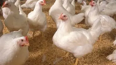 ماجرای استفاده از تریاک در خوراک مرغ ها از زبان پرورش‌دهندگان مرغ گوشتی