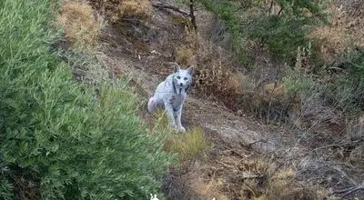 عکسی کمیاب از گربه سان افسانه ای+ عکس