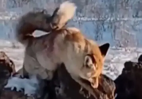 سرمای شدید در راه است
