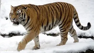 صدای باورنکردنی گربه سانان وحشی در طبیعت+ فیلم 