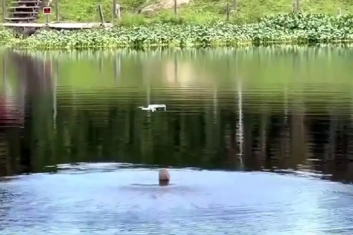 پرش تماشایی یک تمساح برای شکار پهپاد!+ فیلم