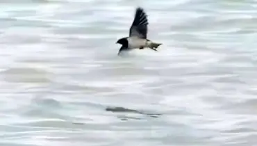 صحنه عجیب شکار پرنده توسط ماهی!+ فیلم