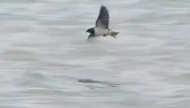 صحنه عجیب شکار پرنده توسط ماهی!+ فیلم