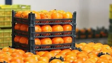 میوه های ارزان و با کیفیت را از این مراکز بخرید