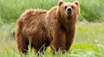 ثبت تصویر خرس قهوه‌ای با دو توله در ارتفاعات سفیدکوه خرم‌آباد + ویدئو