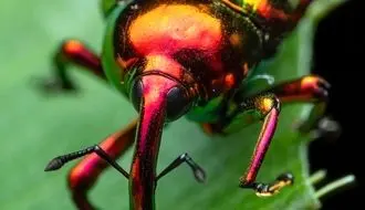 تصاویر  زیباترین و بامزه ترین سوسک های خرطوم دار جهان + فیلم
