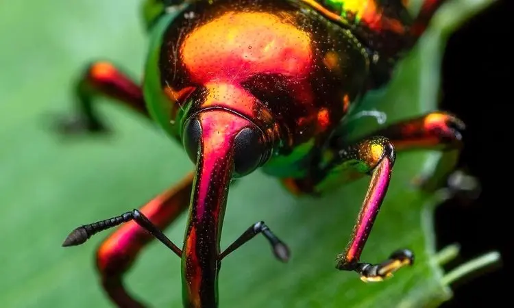 تصاویر  زیباترین و بامزه ترین سوسک های خرطوم دار جهان + فیلم
