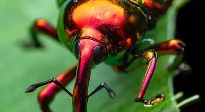 تصاویر  زیباترین و بامزه ترین سوسک های خرطوم دار جهان + فیلم
