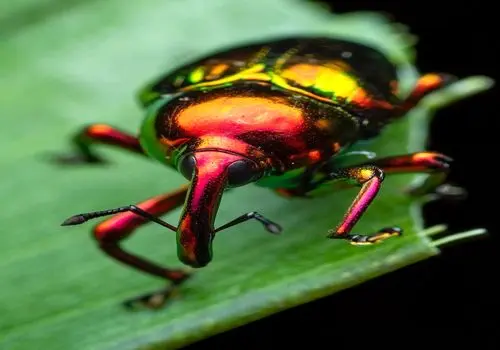 تصاویر  زیباترین و بامزه ترین سوسک های خرطوم دار جهان + فیلم
