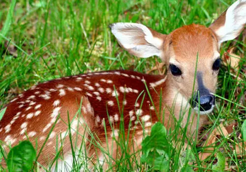 موشک ایرانی که معادلات را به هم ریخت