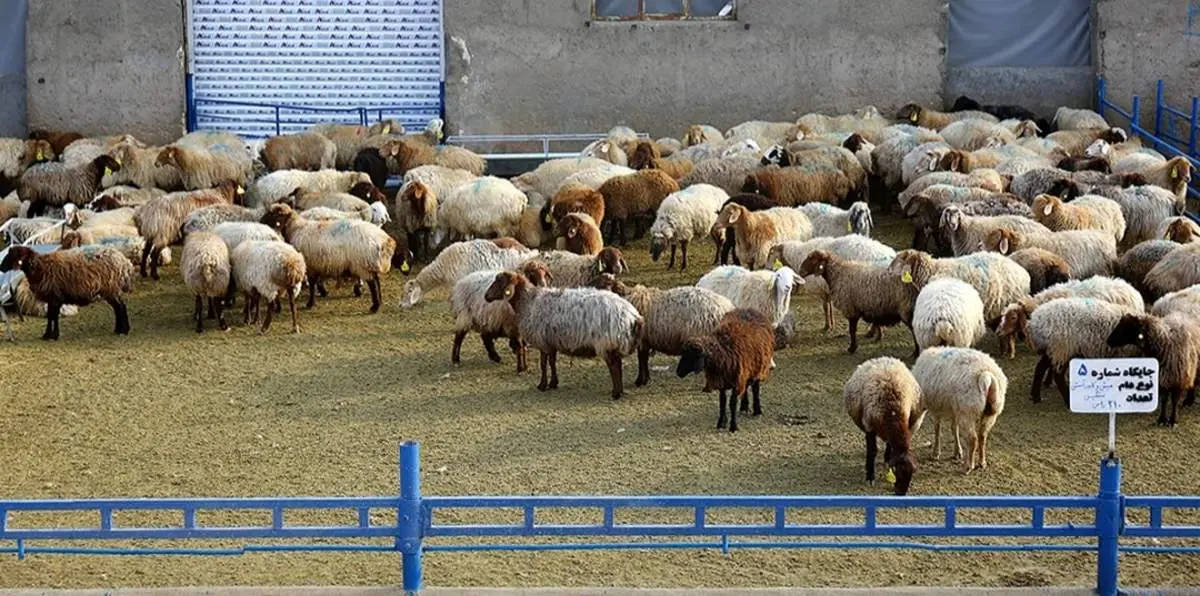 قیمت دام زنده امروز ۱ آذر 1404 + جدول