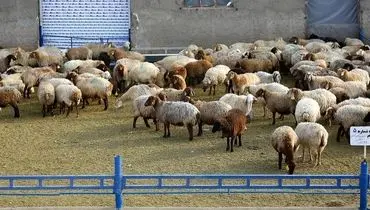 قیمت دام زنده امروز ۱ آذر 1404 + جدول