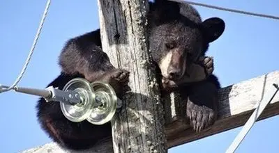 نجات معجزه‌آسای خرس بازیگوش از برق‌گرفتگی + فیلم