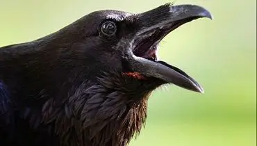  پرنده‌ عجیبی که برای «آینده» برنامه‌ ریزی می کند!
