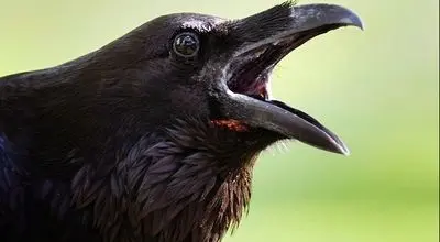  پرنده‌ عجیبی که برای «آینده» برنامه‌ ریزی می کند!
