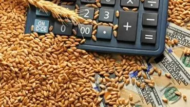 خرید تضمینی گندم ۱۴۰۴-۱۴۰۵ رسماً تصویب شد