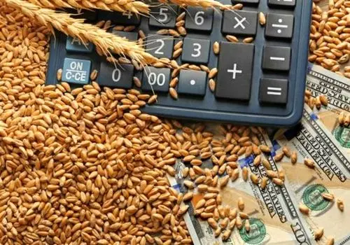 خرید تضمینی گندم ۱۴۰۴-۱۴۰۵ رسماً تصویب شد