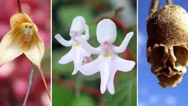 ۱۶ گل شگفت‌انگیز با ظاهری متفاوت + عکس