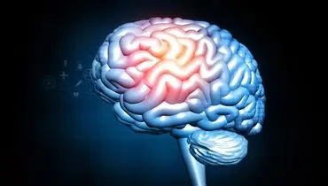 چرا مغز در میانسالی به کاهش وزن واکنش متفاوتی نشان می‌دهد؟
