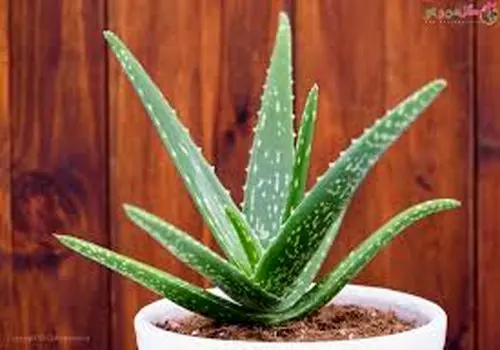 این عوامل خانه شما را آلوده می‌کنند؛ با عوامل بیماری‌زا آشنا شوید