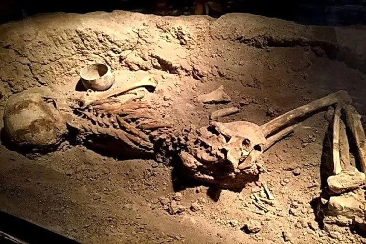 کشف اسکلت زن باردار چهار هزار ساله در موزه سمنان