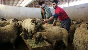 قیمت جدید دام‌زنده ۲۸ مهرماه ۱۴۰۴ اعلام شد