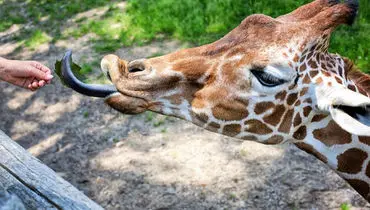 شگفت‌انگیزترین زبان‌های جانوری؛ از شکار تا چشیدن+ عکس