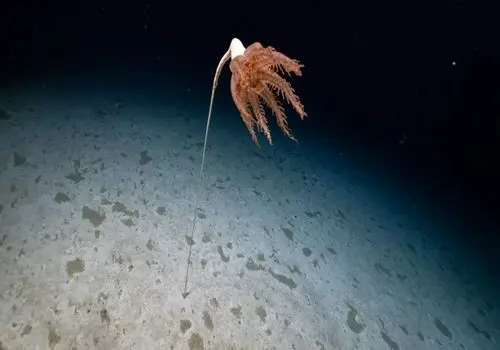 ماهی مرکب عجیبی که خود را گیاه نشان می‌دهد + عکس