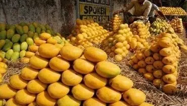 قیمت عجیب انبه در پاکستان+ فیلم