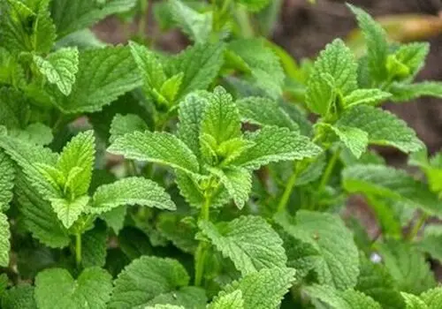 این دمنوش آنتی بیوتیک قوی، ضد نفخ، ضد سرفه و حساسیت است